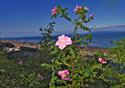 Rosa canina